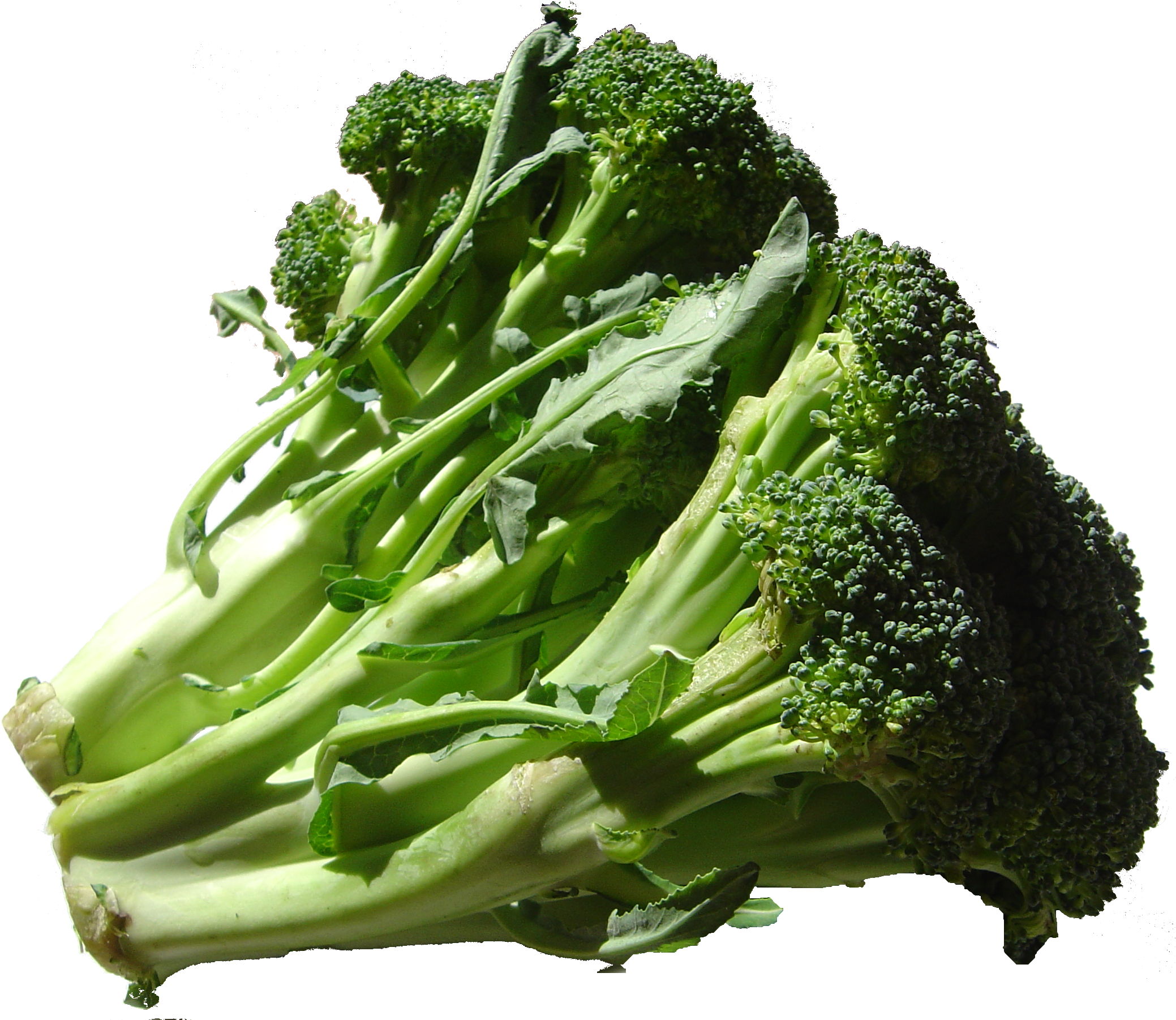 Broccoli