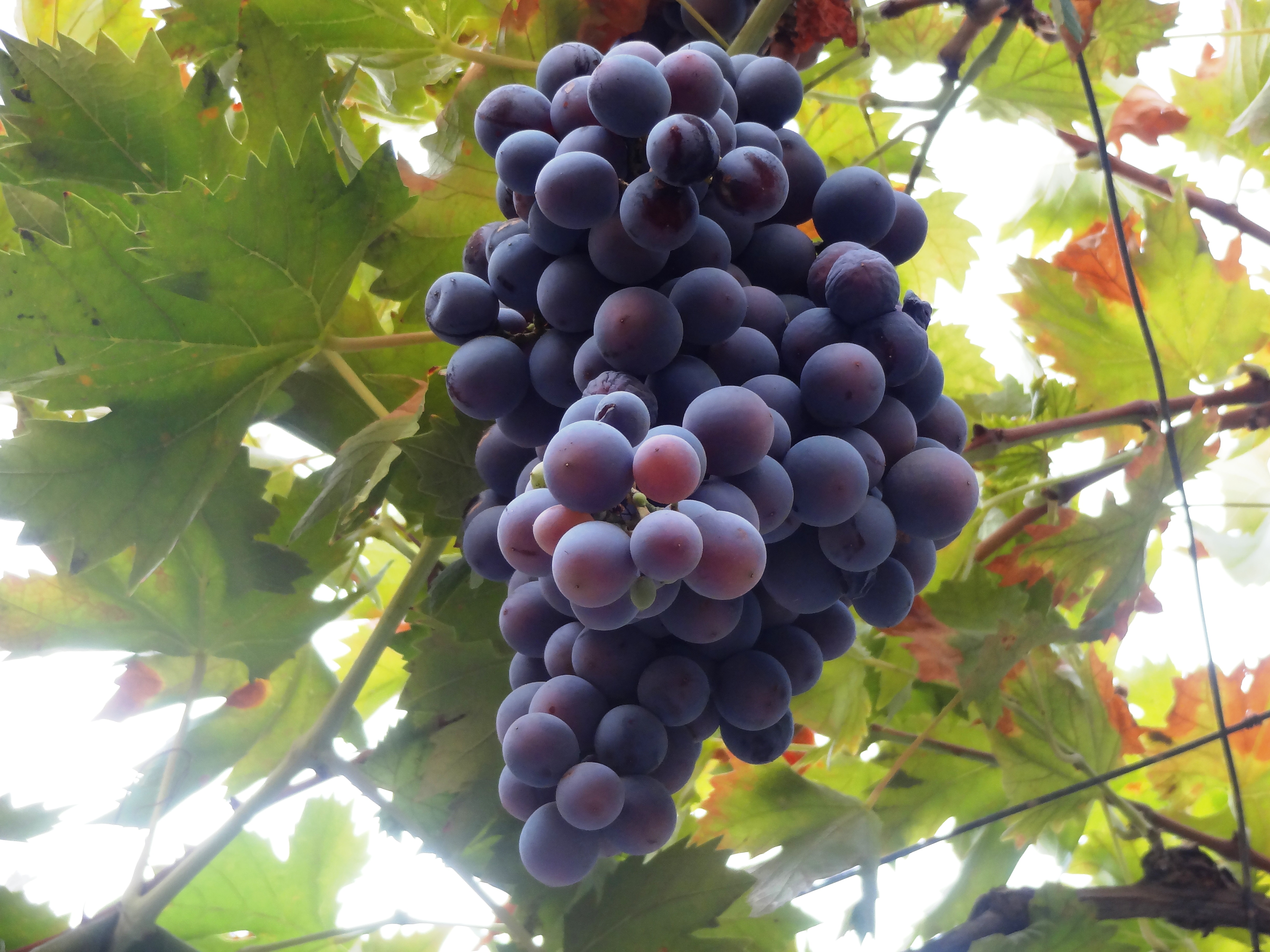 Grapes